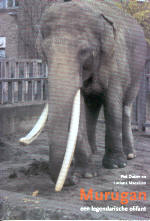 Murugan; een legendarische olifant